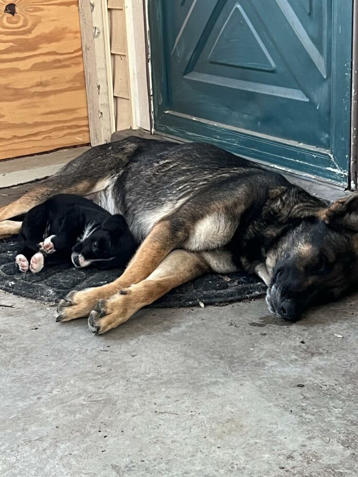 Kanga and roo 1