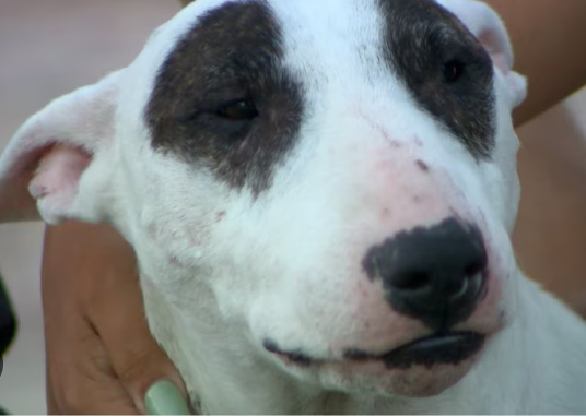 Kansas dog found