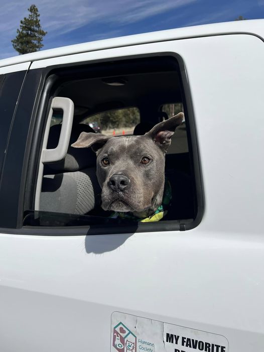 Against all odds sweet pup at shelter for 3 years finds his forever family