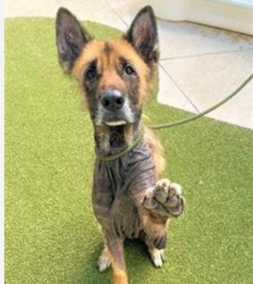 Senior German shepherd reaches out with her paw for help at Florida shelter