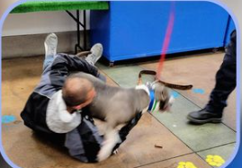 Once a joyful reunion as shelter dog reunited with her owner now leaves dog ‘red listed’ again