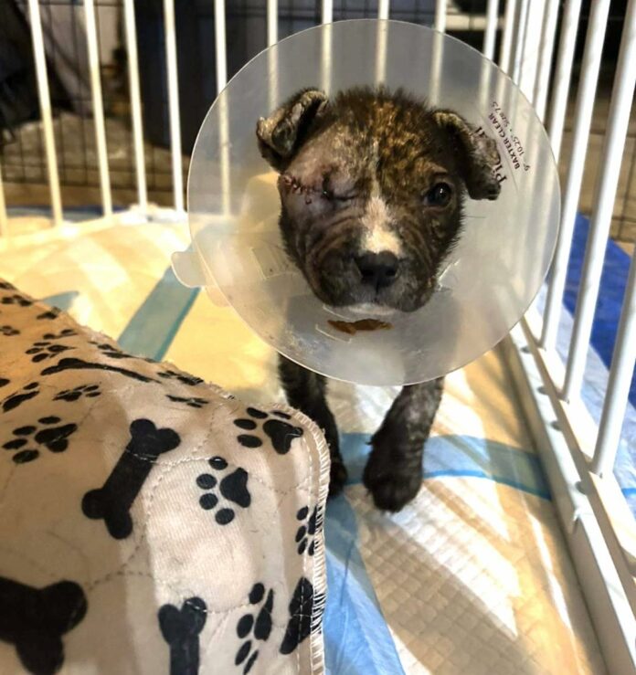 UPDATE: Pitiful puppy at Texas rescue has huge personality that shines through
