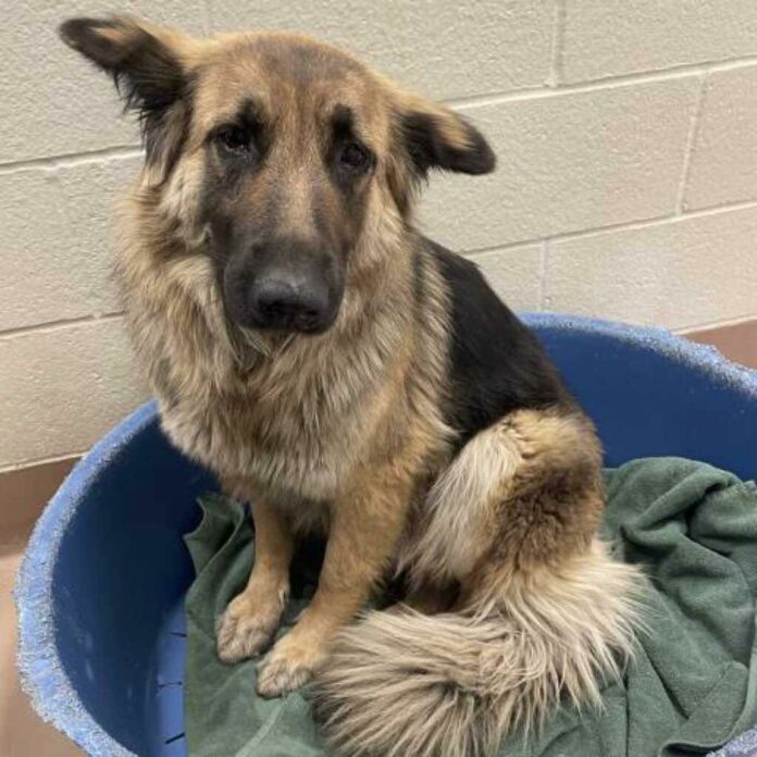 Abandoned German shepherd’s sadness is overwhelming and our hearts are breaking