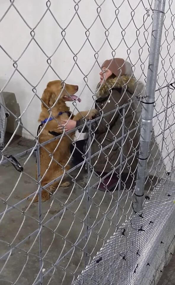 Almost a year after golden retriever lost in woods Walter is back with his owner