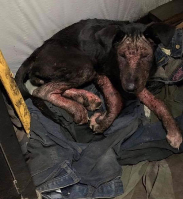 Broken, filthy, hopeless puppy found needs emergency foster home