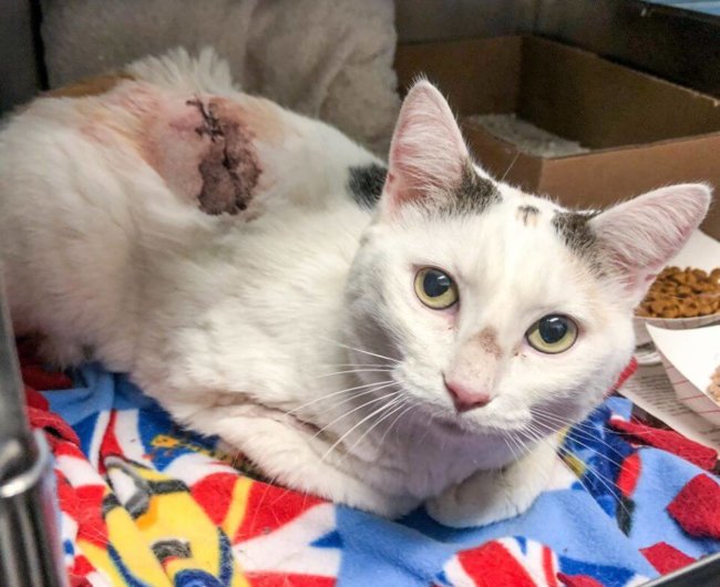 Woman stabbed cat and tried to drown it in bathtub in ‘self defense’