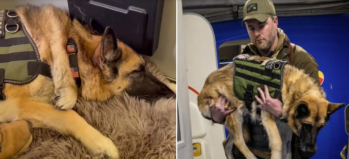Texas service dog with 250+ Southwest flights honored as she takes her final trip home