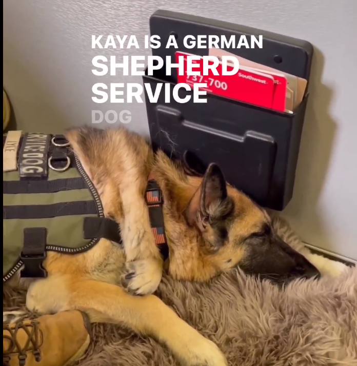 kaya-german-shepherd