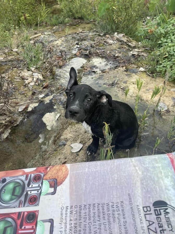 Puppy discovered floating in box along Texas river is now ready to be adopted