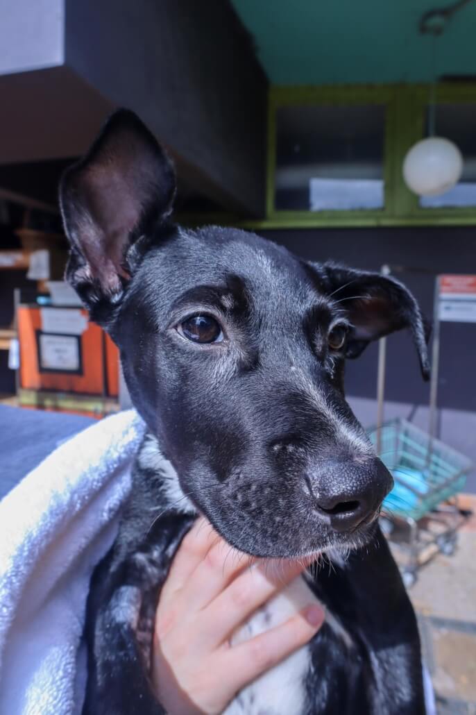 kayak-pup1-686x1030-1