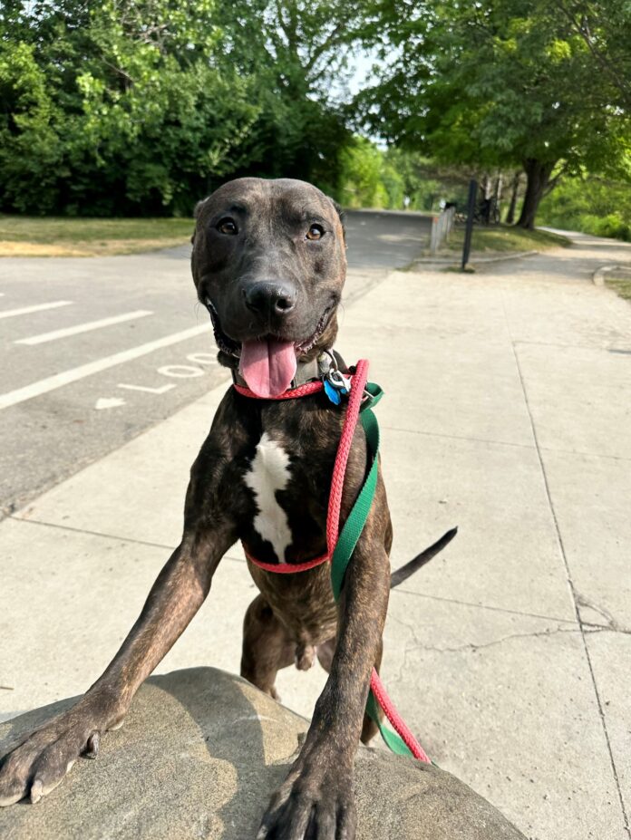 ‘One of the smartest dogs’ at shelter for 100 days could win you over with his brain and charm