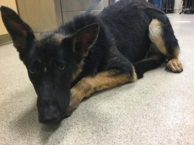 Heartbreaking: Another young handsome German shepherd not doing well in shelter doomed to be put to sleep