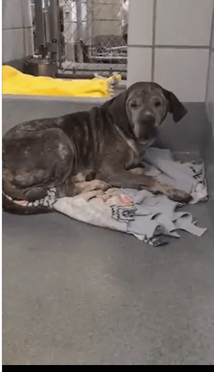 Terrified senior Lab huddles and shakes in fear at Texas shelter