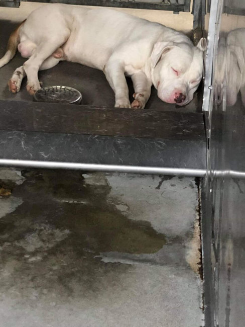 This dog is a ‘heartthrob’ and shelter life is not acceptable