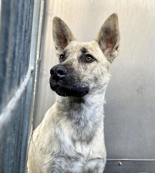 Lonely shepherd searches through her prison bars for the human likely never to come