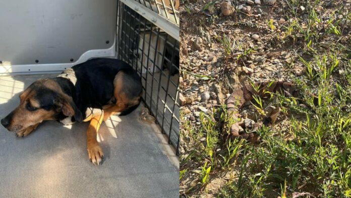 Hero postal worker rushed customer’s dog to vet after pet bitten by venomous copperhead