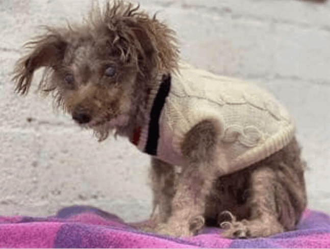 Heartbreaking: Senior alert for 17-year-old poodle at busy California shelter