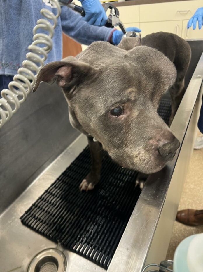 South Florida rescue opens their hearts to gentle giant senior when everyone else walked away