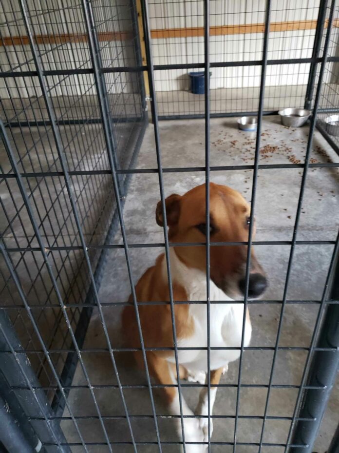 ‘But you promised’ Adopter had change of heart leaving sweet dog in shelter