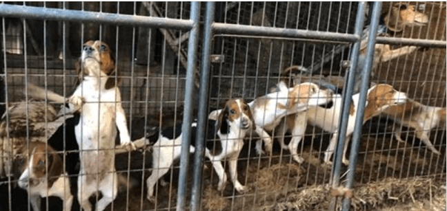 kentucky-animal-alliance-1