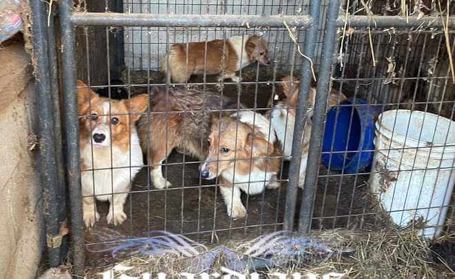 kentucky-animal-alliance-2