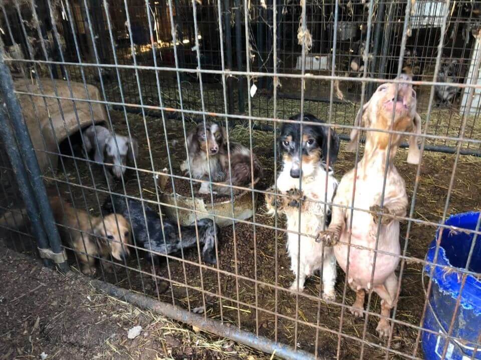 kentucky-animal-alliance-3