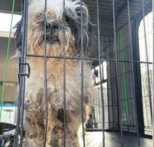 More than 400 animals mostly dogs rescued from awful Kentucky puppy mill