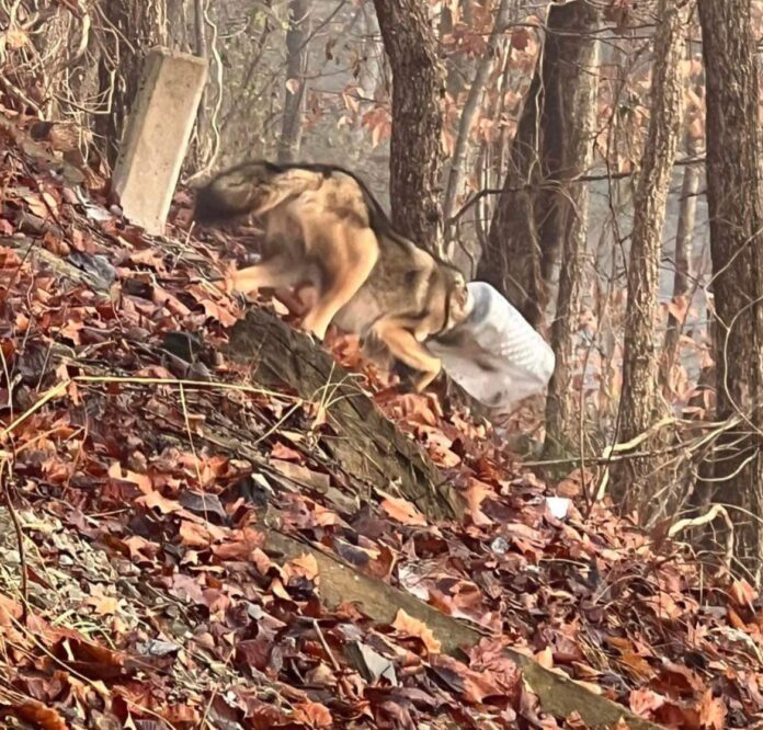 Coyote or dog? Rescue team trying to help pup with its head stuck in bucket for days