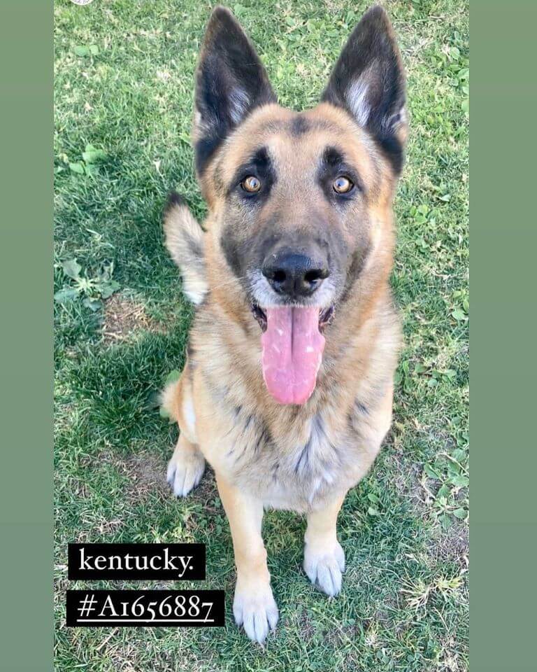 No one wants to save ‘Kentucky’ and now he’s scheduled to die