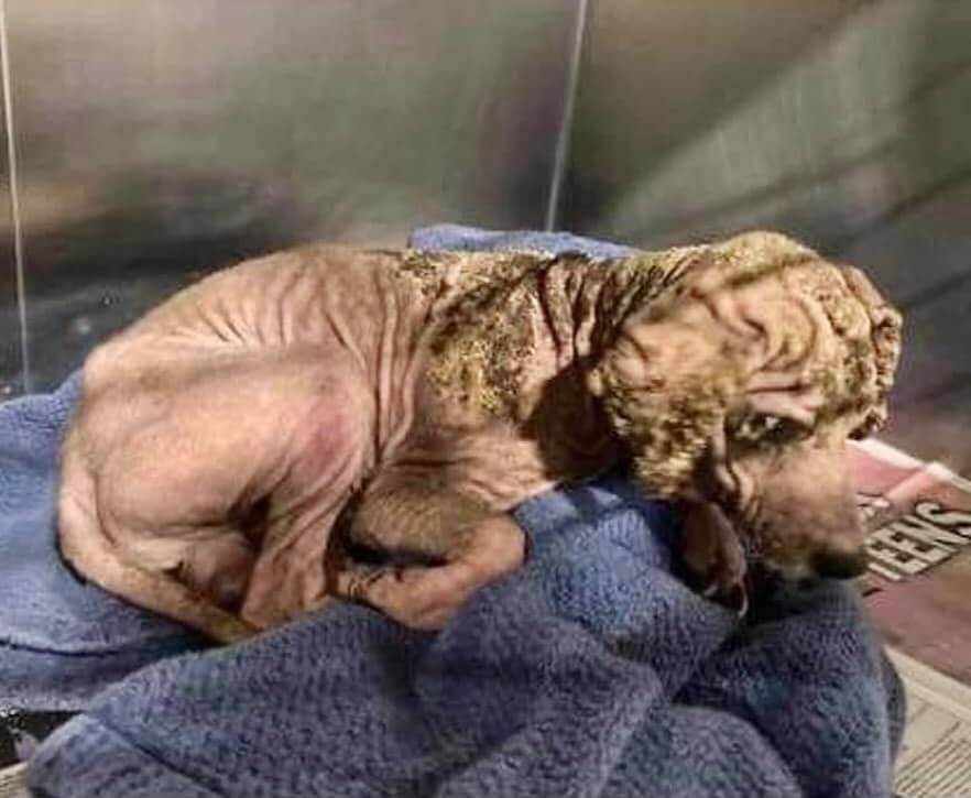 Tiny two-year-old terrier appears to have mange and way past due at Bakersfield shelter