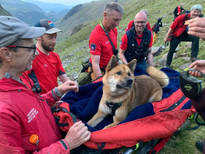 ‘Exhausted’ dog rescued from England’s highest mountain