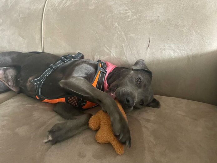 Longest resident at Alabama animal shelter ‘left behind’ after puppies were all adopted