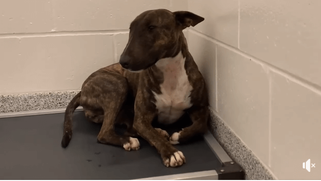 Owner said ‘dog was after the cat’ and the solution was to dump the pup at shelter