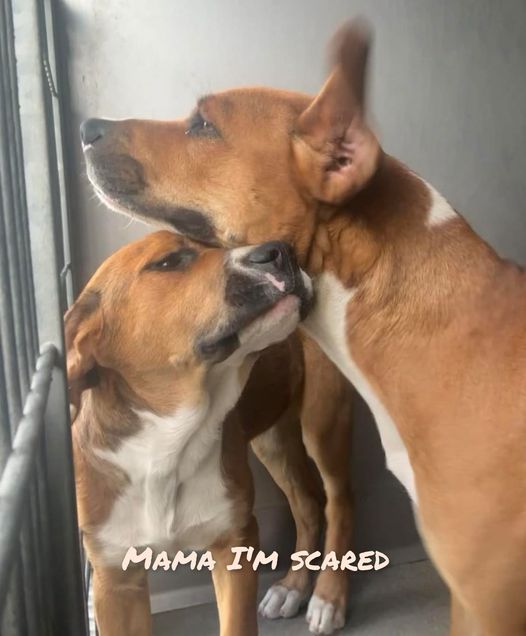 Bonded mother dog and puppy in desperate need of rescue before time is up