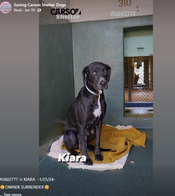 Young Doberman mom slated for euthanasia after puppies adopted at crowded shelter