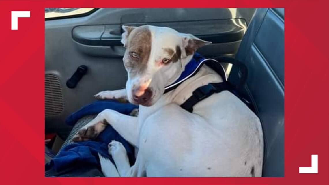 Texas ‘reckless driver’ who crashed into 2 cars turned out to be a dog behind the wheel