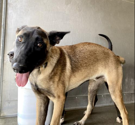kimbo-shep-1