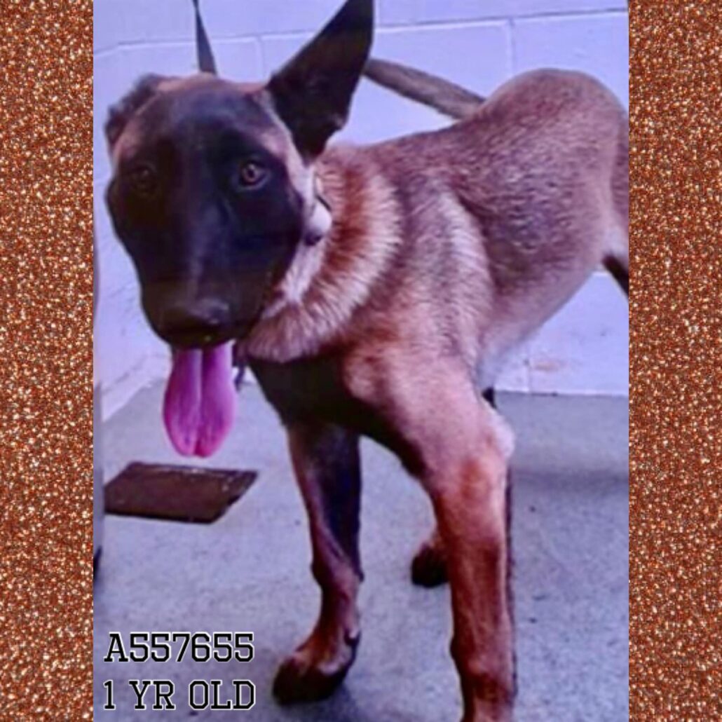 kimbo-shep-3-1030x1030-1