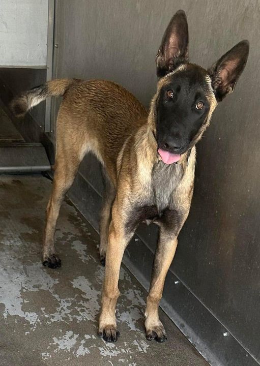 Young Belgian Malinois unable to cope and going stir crazy in kennel at California shelter