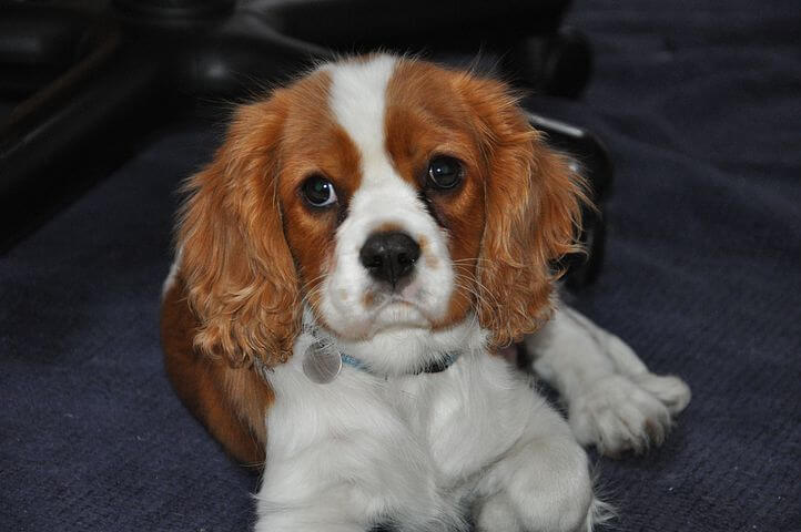 king-charles-cavalier-spaniel-puppy