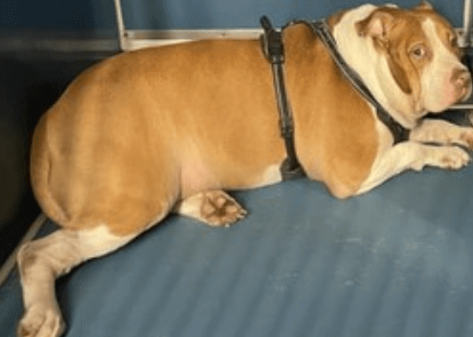 Love hurts: Family who stuffed dog with junk food no longer liked the behavior they created and now the shelter is ready to euthanize him