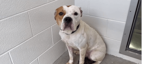 Owner surrendered ‘King’ because they didn’t want to be responsible for him anymore