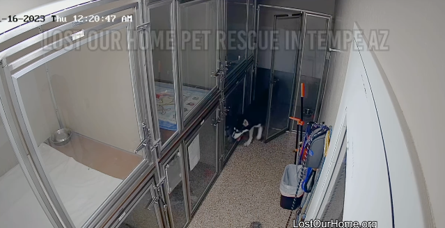 Shelter pup makes the great escape and helped his friends flee their cages to have a grand party