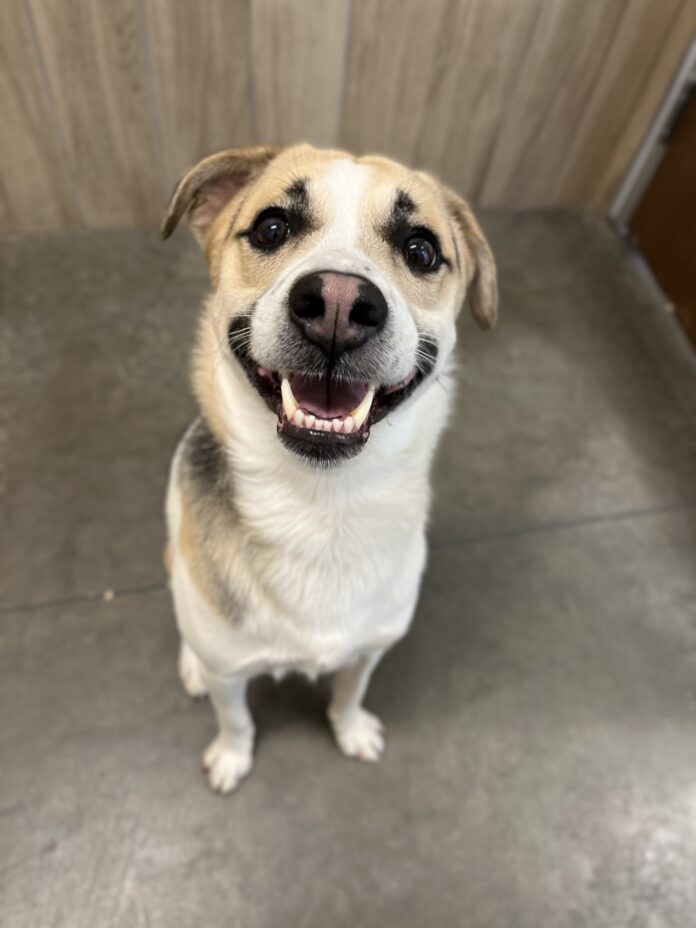 Sweet dog found tied outside of Burger King with heartbreaking note