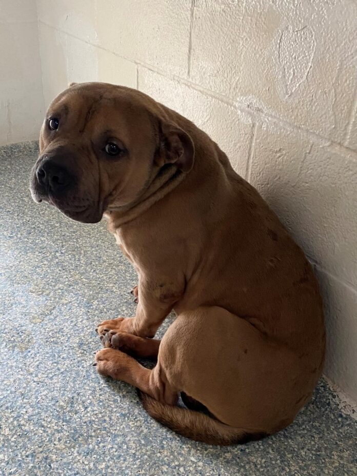 Pup’s life is about to end because his family turned their backs