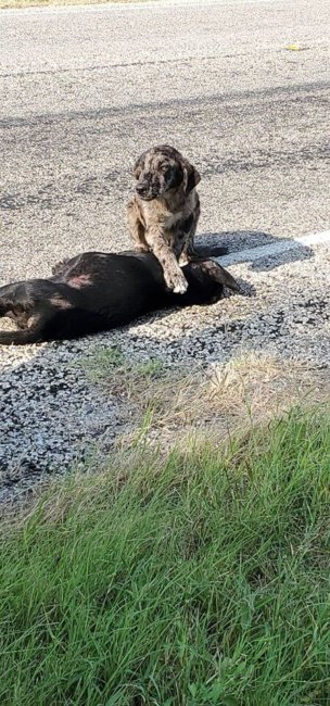 Heart Wrenching: Dog refused to leave his dead sister’s body on side of road