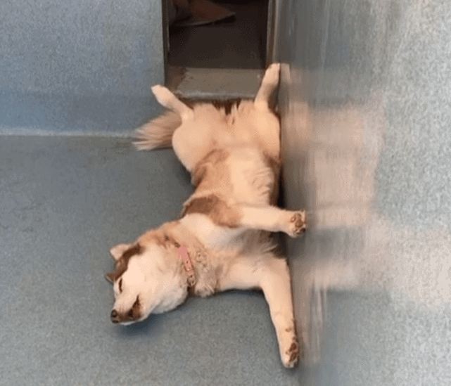 Shelter resident diva husky ‘Kira’ practicing her howl while waiting for a home