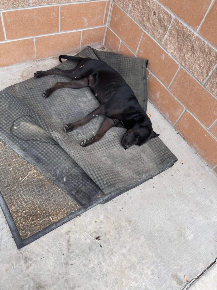 UPDATE: Stray pup left languishing in pain for days outside school