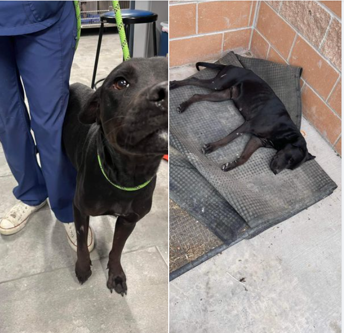 Stray pup left languishing in pain for days outside school gets second chance at life