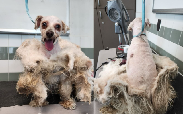 Brave but sweet senior found in awful condition has rescuers ‘dropped to their knees’